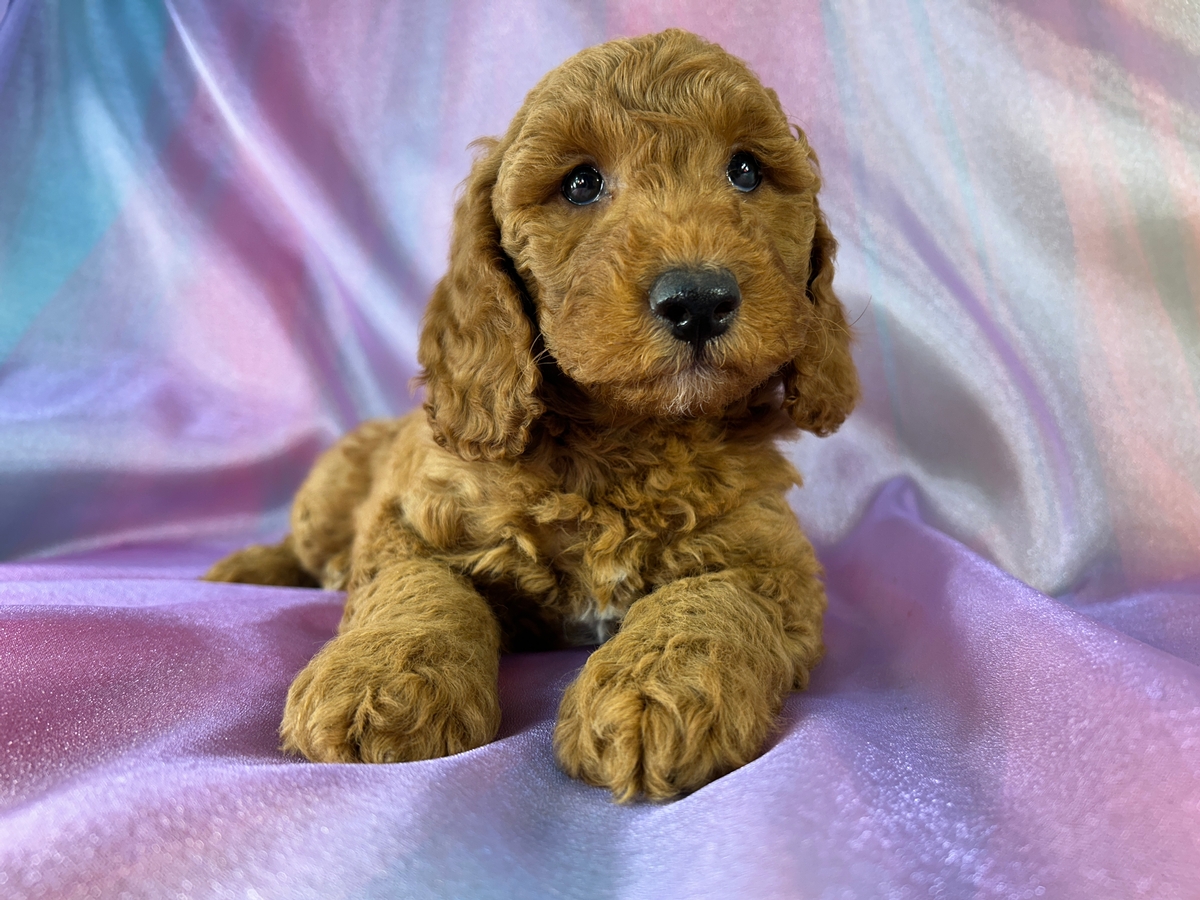 Miniature Golden Doodle Male for Sale DOB 5-3-2026 $1200